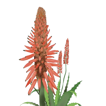 aloes.png